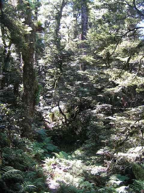 NZ leden-unor 2006 266.jpg